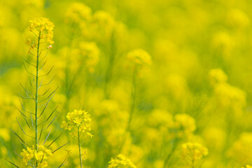 Fototapeta premium Field of Yellow Canola Flowers Covering the Landscape with Ample Copy Space in Spring, Japan