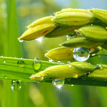 Close up of rice grains with water drops