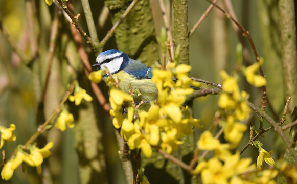 Blaumeise in den Forsythien