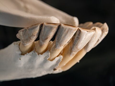 Close-up of giraffe front teeth on a skull.