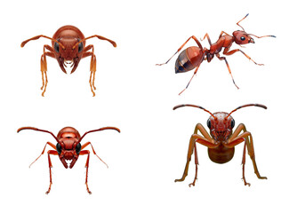 Red ant collection isolated on transparent background, set of fire ants from different angles including front and side view, 3D insect illustration for pest control. © ELKAHLAOUI