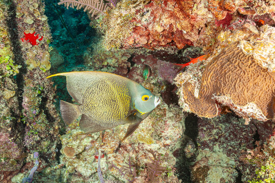 Honduras, Utila, French Angelfish (Pomacanthus paru)