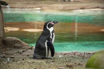 Fototapeta premium A penguin standing by the water, showcasing the unique wildlife environment. Perfect for topics on conservation, nature, and animal behavior.