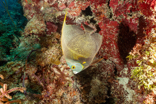 Honduras, Utila, French Angelfish (Pomacanthus paru)