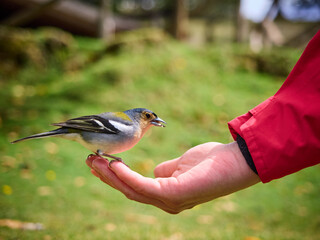 Zięba maderska, tentilhão Madeira, Madera, Ilha da Madeira © filozofgrecki