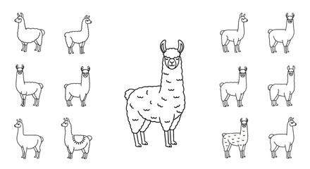 Llama standing with multiple llamas around. © Rondo