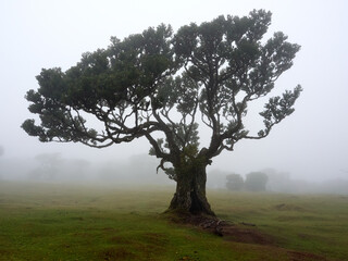 Fanal (Posto Florestal Fanal)  Madeira, Madera, Ilha da Madeira Mglisty las Fanal – gdzie pradawne drzewa spotykają chmury. Floresta do Fanal na névoa – onde árvores antigas encontram as nuvens. © filozofgrecki