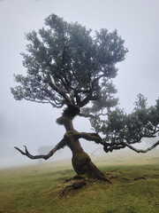 Fanal (Posto Florestal Fanal)  Madeira, Madera, Ilha da Madeira Mglisty las Fanal – gdzie pradawne drzewa spotykają chmury. Floresta do Fanal na névoa – onde árvores antigas encontram as nuvens. © filozofgrecki