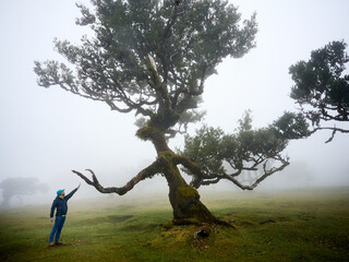 Fanal (Posto Florestal Fanal)  Madeira, Madera, Ilha da Madeira Mglisty las Fanal – gdzie pradawne drzewa spotykają chmury. Floresta do Fanal na névoa – onde árvores antigas encontram as nuvens. © filozofgrecki
