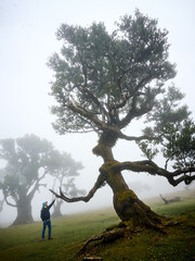 Fanal (Posto Florestal Fanal)  Madeira, Madera, Ilha da Madeira Mglisty las Fanal – gdzie pradawne drzewa spotykają chmury. Floresta do Fanal na névoa – onde árvores antigas encontram as nuvens. © filozofgrecki