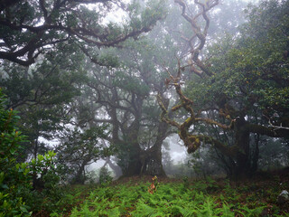 Fanal (Posto Florestal Fanal)  Madeira, Madera, Ilha da Madeira Mglisty las Fanal – gdzie pradawne drzewa spotykają chmury. Floresta do Fanal na névoa – onde árvores antigas encontram as nuvens. © filozofgrecki