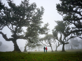 Fanal (Posto Florestal Fanal)  Madeira, Madera, Ilha da Madeira Mglisty las Fanal – gdzie pradawne drzewa spotykają chmury. Floresta do Fanal na névoa – onde árvores antigas encontram as nuvens. © filozofgrecki