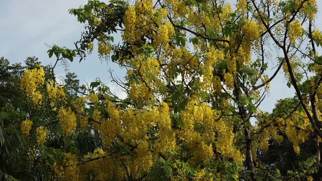 Yellow flower used in Vishu is Kanikkonna Cassia fistula also known as the Golden Shower Tree or Indian Laburnum. These vibrant, hanging yellow flowers for Vishu Kani arrangement Malayalam new year.