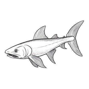 Minimalist Dogfish Vector on White Background