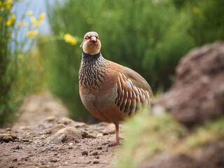 Madeira, Madera, Ilha da Madeira kuropatwa berberyjska, perdiz-moura © filozofgrecki