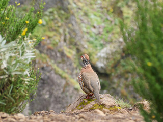 Madeira, Madera, Ilha da Madeira kuropatwa berberyjska, perdiz-moura © filozofgrecki