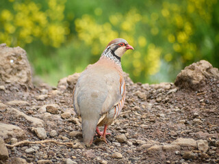 Madeira, Madera, Ilha da Madeira kuropatwa berberyjska, perdiz-moura © filozofgrecki