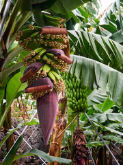 Madeira, Madera, Ilha da Madeira.  bananowiec, banany madera, plantacja bananów, serce bananowca, uprawa bananów,  © filozofgrecki