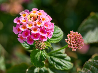 Madeira, Madera, Ilha da Madeira - Lantana camara, lantana pospolita  © filozofgrecki