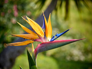 Madeira, Madera, Ilha da Madeira Strelicja królewska, estrelicia, ave-do-paraíso Duma Madery - orgulho-da-Madeira © filozofgrecki