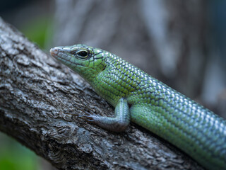 Fototapeta premium Emerald tree skink on tree bark.