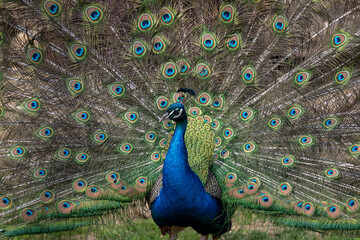 Fototapeta premium A male peacock with spread tail feathers outdoors.