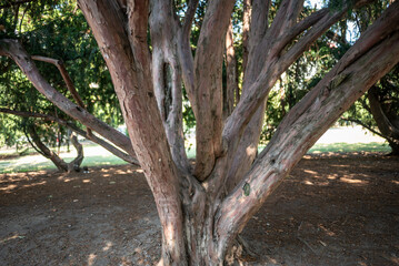 Fototapeta premium Multi-trunk tree with textured bark in sunlit park
