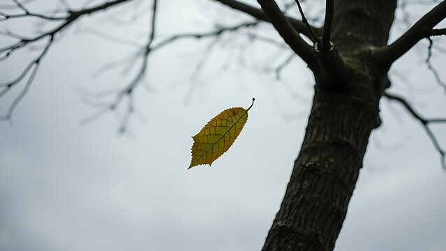 malnutrition. A single leaf being carried by strong winds against an overcast sky, isolated and atmospheric. ESG reports, sustainability campaigns, designed for environmental awareness campaigns.
