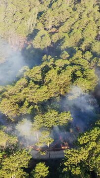 Aerial view of smoke and flames from a wildfire burning through a pine forest along a rural road in the Bontoc and Sagada region of the Philippines.