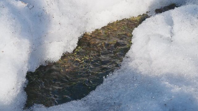 Peaceful water flows softly over concealed dark grass under melting snow. Tranquil spring water moves silently across shadowed dark grass beneath thawing snow layers