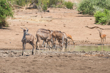 Naklejka premium A herd of greater kudu (Tragelaphus strepsiceros) drinking at a watering hole