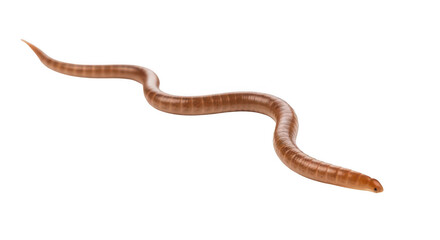 Obraz premium A close-up view of a brown earthworm wriggling on a white background. isolated on transparent background