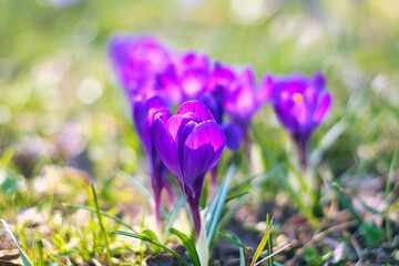 Kwitnące na łące kwiaty Krokusa © Krzysiek Cegiełka