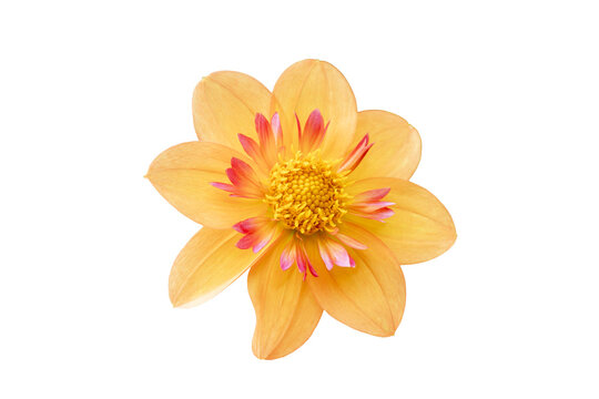 Dahlia 'Kelsey Annie Joy' a summer autumn fall flowering tuber plant with a peach pink summertime flower cut out and isolated on a transparent background, gardening stock photo image