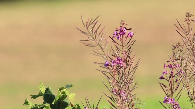 Last pink flowers in late summer, Lunaria chedglow, probably annual silverleaf, magnet for insects, pink flowers in sunshine, brown background, Lunaria annua