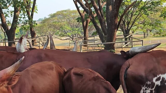 A cow Ankole Watusi with very large horns.