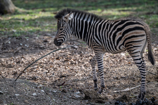 Female Chapman's zebra foal outdoors in nature.