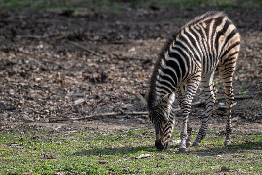 Female Chapman's zebra foal outdoors in nature.