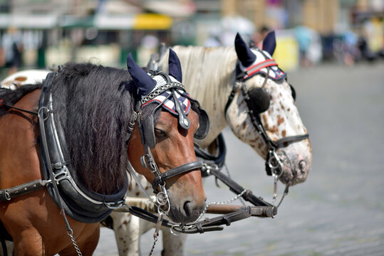 Harnessed carriage horses with decorative fly masks