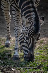 Fototapeta premium Close-up of a feeding Chapman's zebra's head outdoors in nature.
