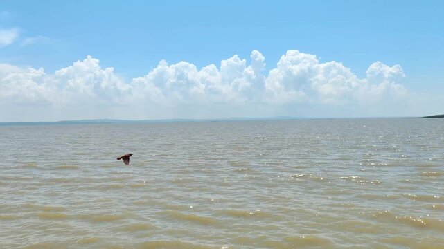 Expansive intertidal mangrove zone water and sky landscape for advertising concepts, offering serene news visuals, a potential haven for bird life.