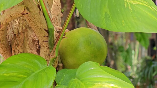 Crescentia cujete on the tree.