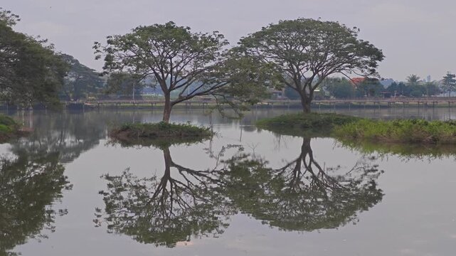 Rain Tree in the Water. East Indian Walnut.
