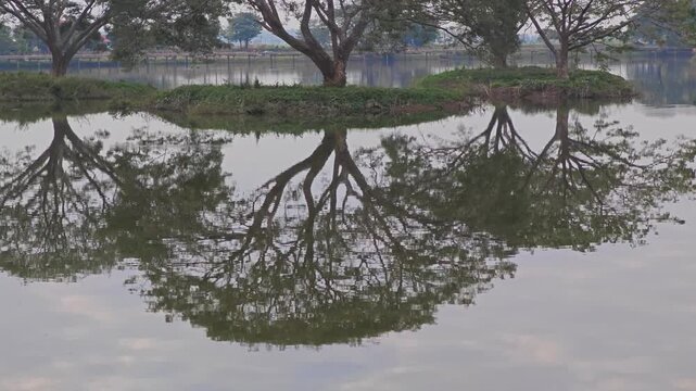 Rain Tree in the Water. East Indian Walnut.