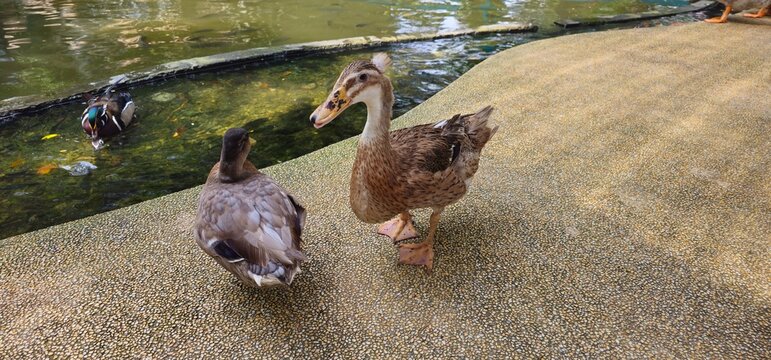 Group of domestic and wild ducks by a pond, Indian Runner duck and Mallard on a stone path.