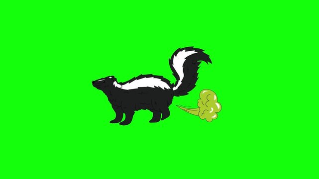 Animated 2D cartoon skunk releasing a cloud of green gas from its rear, tail raised high, flat vector style, isolated on green screen background.
