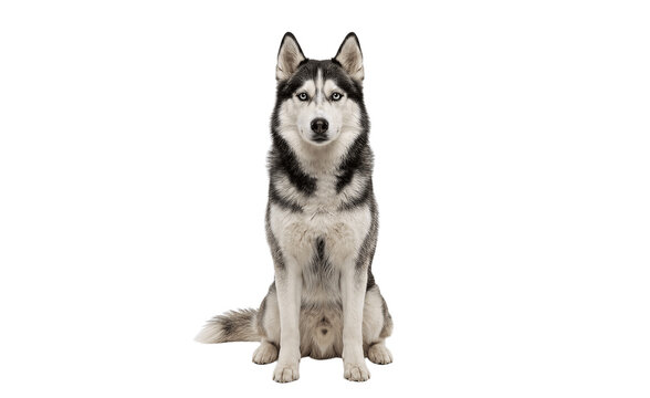 siberian husky dog isolated on white background 