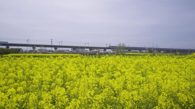 High-speed train in a sea of rapeseed flowers.