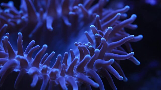 Close-up of a vibrant purple anemone with flowing tentacles in a dark aquarium.