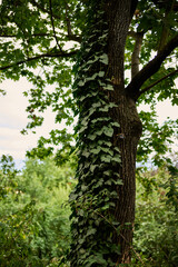 Obraz premium Ivy vines climbing a tree trunk in lush green forest